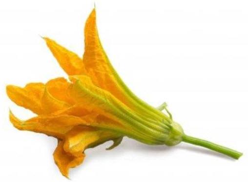  Chytré květináče Véritable VÉRITABLE® Lingot s BIO semeny Cuketový květ pro chytré květináče