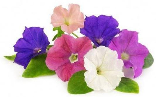  Chytré květináče Véritable VÉRITABLE® Lingot se semeny Petúnií pro chytré květináče