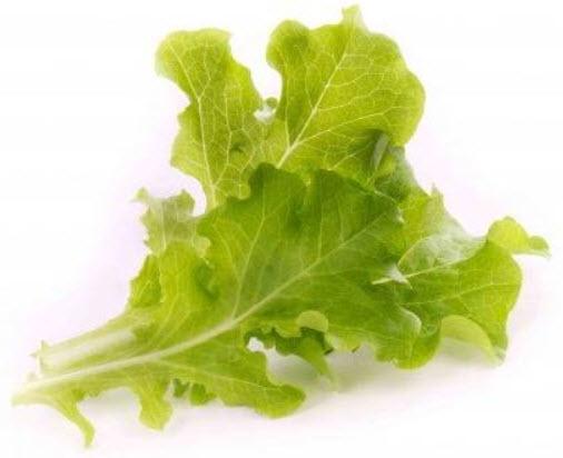  VÉRITABLE® Lingot s BIO semeny Dubového salátu pro chytré květináče