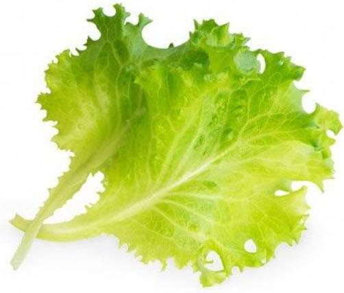  VÉRITABLE® Lingot s BIO semeny Hlávkového salátu pro chytré květináče
