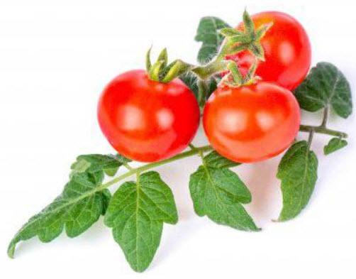  VÉRITABLE® Lingot se semeny Cherry rajčete pro chytré květináče