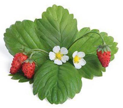  Chytré květináče Véritable VÉRITABLE® Lingot s BIO semeny Lesních jahod pro chytré květináče